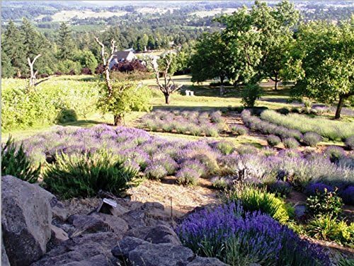 Victoria's Lavender Linen Spray - Aromatherapy Pillow Mist & Linen Spray for Bedding, Soothing Lavender Essential Oil Pure Blend for Bed & Pillows, Relaxing, Handmade in Oregon, Made in USA (8 oz)